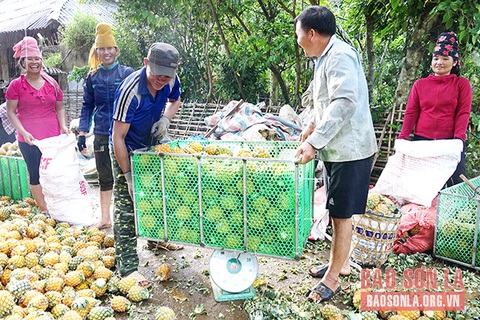 Mùa dứa ngọt - Ảnh 4. Mùa dứa ngọt - Ảnh 4.