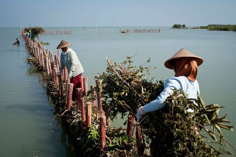 Chiến đấu với thủy thần - sống chung hay đọ sức? - Kỳ 1: Hàng rào bẫy phù sa ở Indonesia - Ảnh 1. Chiến đấu với thủy thần - sống chung hay đọ sức? - Kỳ 1: Hàng rào bẫy phù sa ở Indonesia - Ảnh 1.