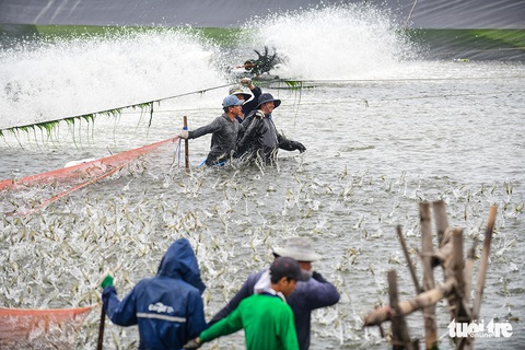 Gỡ thẻ vàng thủy sản: Nếu nỗ lực sẽ làm được trong năm 2023 - Ảnh 1. Gỡ thẻ vàng thủy sản: Nếu nỗ lực sẽ làm được trong năm 2023 - Ảnh 1.