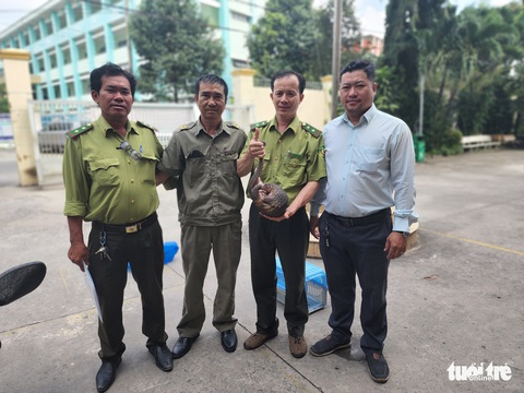 Tê tê quý hiếm đi kiếm ăn trong hẻm ở TP.HCM - Ảnh 3. Tê tê quý hiếm đi kiếm ăn trong hẻm ở TP.HCM - Ảnh 3.