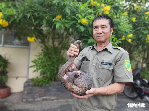 Tê tê quý hiếm đi kiếm ăn trong hẻm ở TP.HCM - Ảnh 2. Tê tê quý hiếm đi kiếm ăn trong hẻm ở TP.HCM - Ảnh 2.
