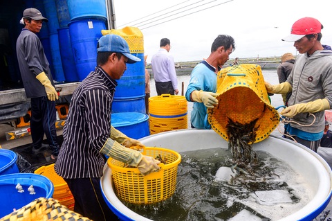 Gỡ thẻ vàng thủy sản: Nếu nỗ lực sẽ làm được trong năm 2023 - Ảnh 5. Gỡ thẻ vàng thủy sản: Nếu nỗ lực sẽ làm được trong năm 2023 - Ảnh 5.