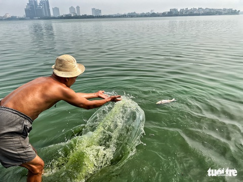 Hà Nội khẩn trương chỉ đạo, cá vẫn chết nổi ở hồ Tây, bốc mùi hôi thối - Ảnh 4. Hà Nội khẩn trương chỉ đạo, cá vẫn chết nổi ở hồ Tây, bốc mùi hôi thối - Ảnh 4.