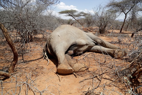 Hạn hán khiến nhiều loài động vật hoang dã chết hàng loạt tại Kenya - Ảnh 1. Hạn hán khiến nhiều loài động vật hoang dã chết hàng loạt tại Kenya - Ảnh 1.
