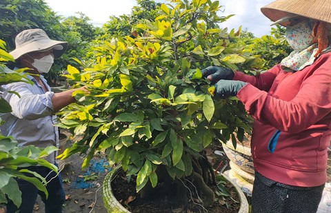 Nhiều vườn mai tiền tỉ bắt đầu tất bật chuẩn bị cho mùa vụ Tết - Ảnh 3. Nhiều vườn mai tiền tỉ bắt đầu tất bật chuẩn bị cho mùa vụ Tết - Ảnh 3.