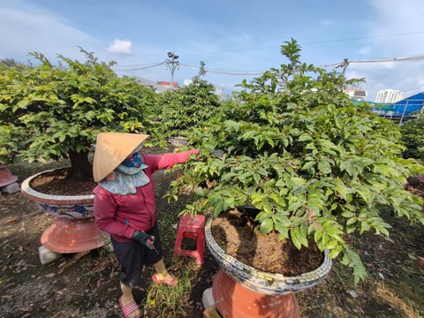 Nhiều vườn mai tiền tỉ bắt đầu tất bật chuẩn bị cho mùa vụ Tết - Ảnh 1. Nhiều vườn mai tiền tỉ bắt đầu tất bật chuẩn bị cho mùa vụ Tết - Ảnh 1.