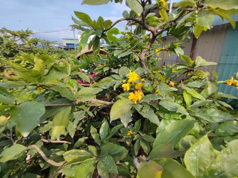 Nhiều vườn mai tiền tỉ bắt đầu tất bật chuẩn bị cho mùa vụ Tết - Ảnh 7. Nhiều vườn mai tiền tỉ bắt đầu tất bật chuẩn bị cho mùa vụ Tết - Ảnh 7.