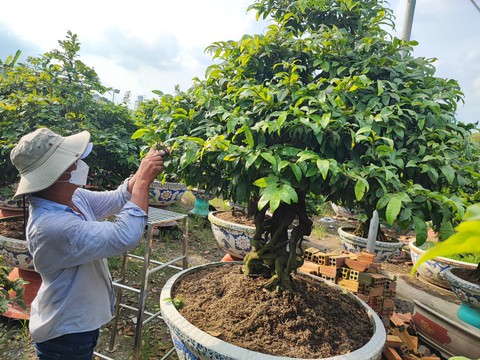 Nhiều vườn mai tiền tỉ bắt đầu tất bật chuẩn bị cho mùa vụ Tết - Ảnh 2. Nhiều vườn mai tiền tỉ bắt đầu tất bật chuẩn bị cho mùa vụ Tết - Ảnh 2.