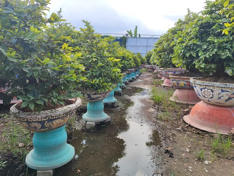 Nhiều vườn mai tiền tỉ bắt đầu tất bật chuẩn bị cho mùa vụ Tết - Ảnh 8. Nhiều vườn mai tiền tỉ bắt đầu tất bật chuẩn bị cho mùa vụ Tết - Ảnh 8.