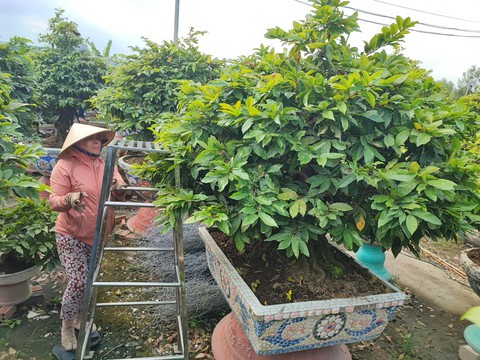 Nhiều vườn mai tiền tỉ bắt đầu tất bật chuẩn bị cho mùa vụ Tết - Ảnh 5. Nhiều vườn mai tiền tỉ bắt đầu tất bật chuẩn bị cho mùa vụ Tết - Ảnh 5.