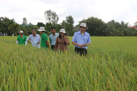 Đồng Tháp tập trung trồng lúa sạch - Ảnh 2. Đồng Tháp tập trung trồng lúa sạch - Ảnh 2.
