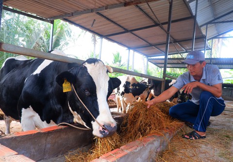 Chợ rơm miền Tây hút hàng vì mưa kéo dài - Ảnh 6. Chợ rơm miền Tây hút hàng vì mưa kéo dài - Ảnh 6.