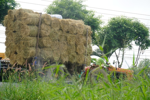 Chợ rơm miền Tây hút hàng vì mưa kéo dài - Ảnh 7. Chợ rơm miền Tây hút hàng vì mưa kéo dài - Ảnh 7.