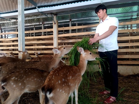 Trang trại hươu sao của thủ lĩnh miền núi - Ảnh 1. Trang trại hươu sao của thủ lĩnh miền núi - Ảnh 1.