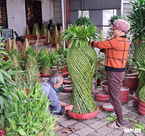 Làng ‘phát lộc’ lo mất Tết vì cây chết hàng loạt - Ảnh 2. Làng ‘phát lộc’ lo mất Tết vì cây chết hàng loạt - Ảnh 2.