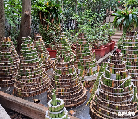 Làng ‘phát lộc’ lo mất Tết vì cây chết hàng loạt - Ảnh 3. Làng ‘phát lộc’ lo mất Tết vì cây chết hàng loạt - Ảnh 3.