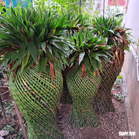 Làng ‘phát lộc’ lo mất Tết vì cây chết hàng loạt - Ảnh 4. Làng ‘phát lộc’ lo mất Tết vì cây chết hàng loạt - Ảnh 4.