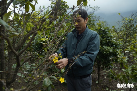 Người dân lo lắng mất thu nhập vì mai Tết nở sớm - Ảnh 1. Người dân lo lắng mất thu nhập vì mai Tết nở sớm - Ảnh 1.