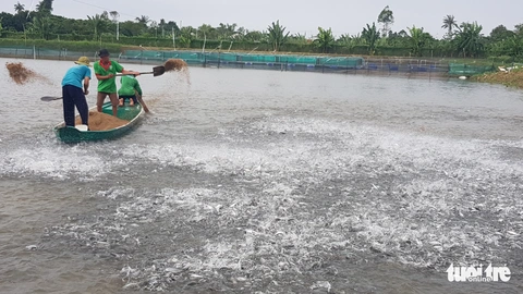 Toàn cảnh cá tra từ ương giống đến nuôi, xuất khẩu và chế biến lên bàn ăn - Ảnh 5. Toàn cảnh cá tra từ ương giống đến nuôi, xuất khẩu và chế biến lên bàn ăn - Ảnh 5.
