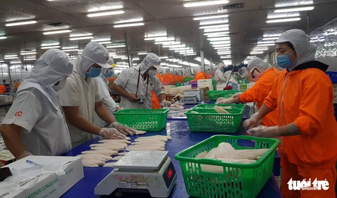 Toàn cảnh cá tra từ ương giống đến nuôi, xuất khẩu và chế biến lên bàn ăn - Ảnh 10. Toàn cảnh cá tra từ ương giống đến nuôi, xuất khẩu và chế biến lên bàn ăn - Ảnh 10.