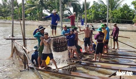 Toàn cảnh cá tra từ ương giống đến nuôi, xuất khẩu và chế biến lên bàn ăn - Ảnh 6. Toàn cảnh cá tra từ ương giống đến nuôi, xuất khẩu và chế biến lên bàn ăn - Ảnh 6.
