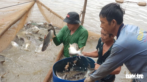 Toàn cảnh cá tra từ ương giống đến nuôi, xuất khẩu và chế biến lên bàn ăn - Ảnh 20. Toàn cảnh cá tra từ ương giống đến nuôi, xuất khẩu và chế biến lên bàn ăn - Ảnh 20.