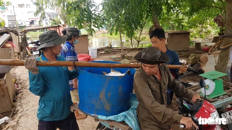 Toàn cảnh cá tra từ ương giống đến nuôi, xuất khẩu và chế biến lên bàn ăn - Ảnh 21. Toàn cảnh cá tra từ ương giống đến nuôi, xuất khẩu và chế biến lên bàn ăn - Ảnh 21.