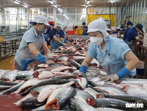 Toàn cảnh cá tra từ ương giống đến nuôi, xuất khẩu và chế biến lên bàn ăn - Ảnh 7. Toàn cảnh cá tra từ ương giống đến nuôi, xuất khẩu và chế biến lên bàn ăn - Ảnh 7.