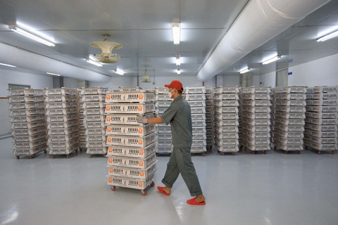 Japfa Việt Nam vận hành nhà máy ấp trứng gia cầm tại Đắk Lắk - Ảnh 2. Japfa Việt Nam vận hành nhà máy ấp trứng gia cầm tại Đắk Lắk - Ảnh 2.