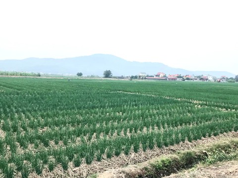 Hành kho một thuở Tết nghèo - Ảnh 2. Hành kho một thuở Tết nghèo - Ảnh 2.