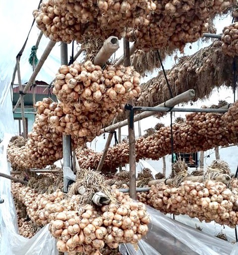 Hành kho một thuở Tết nghèo - Ảnh 3. Hành kho một thuở Tết nghèo - Ảnh 3.