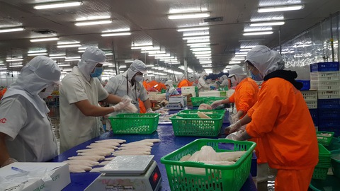 Để cá tra Việt Nam vươn ra biển lớn: Làm gì để viết tiếp những kỷ lục? - Ảnh 3. Để cá tra Việt Nam vươn ra biển lớn: Làm gì để viết tiếp những kỷ lục? - Ảnh 3.