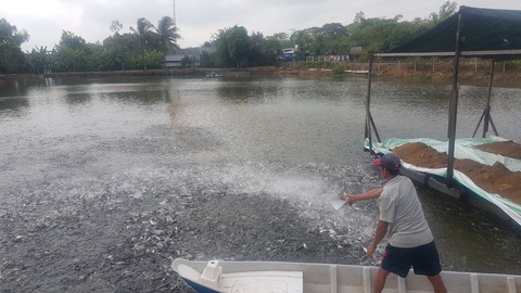 Để cá tra Việt Nam vươn ra biển lớn: Làm gì để viết tiếp những kỷ lục? - Ảnh 1. Để cá tra Việt Nam vươn ra biển lớn: Làm gì để viết tiếp những kỷ lục? - Ảnh 1.