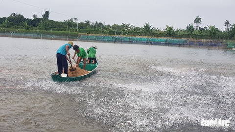 Cá tra cần hướng về thị trường nội địa, giảm áp lực xuất khẩu - Ảnh 3. Cá tra cần hướng về thị trường nội địa, giảm áp lực xuất khẩu - Ảnh 3.