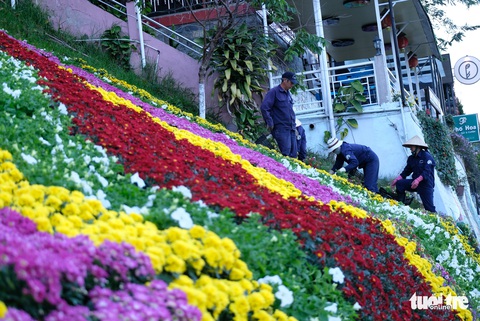 Đà Lạt dùng 500.000 chậu hoa trang điểm phố phường chờ khai mạc Festival Hoa - Ảnh 1. Đà Lạt dùng 500.000 chậu hoa trang điểm phố phường chờ khai mạc Festival Hoa - Ảnh 1.