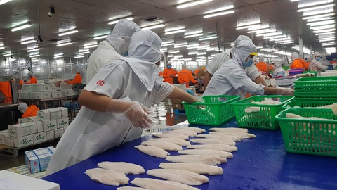 Để cá tra Việt Nam vươn ra biển lớn: Cần khai thác 16.000 tỉ đồng từ phụ, phế phẩm cá tra - Ảnh 1. Để cá tra Việt Nam vươn ra biển lớn: Cần khai thác 16.000 tỉ đồng từ phụ, phế phẩm cá tra - Ảnh 1.