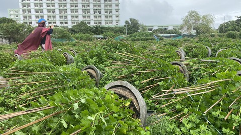 Gió giật cấp 9 làm người trồng hoa Tết ở Tuy Hòa thiệt hại 1,5 tỉ đồng - Ảnh 1. Gió giật cấp 9 làm người trồng hoa Tết ở Tuy Hòa thiệt hại 1,5 tỉ đồng - Ảnh 1.