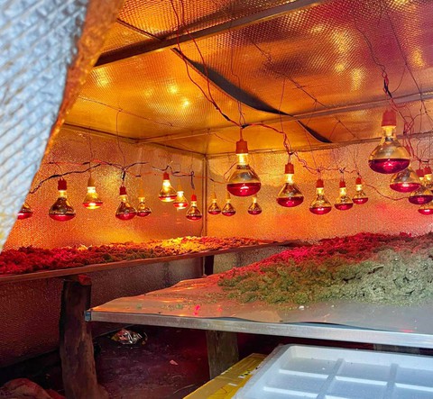 Phát hiện gì trong xưởng sơ chế cần sa tại Gia Lai? - Ảnh 2. Phát hiện gì trong xưởng sơ chế cần sa tại Gia Lai? - Ảnh 2.