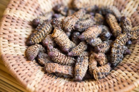 Bạn đã bao giờ ăn não cừu, sâu, da hải cẩu, mỡ cá voi trong tiệc Giáng sinh chưa? - Ảnh 8. Bạn đã bao giờ ăn não cừu, sâu, da hải cẩu, mỡ cá voi trong tiệc Giáng sinh chưa? - Ảnh 8.