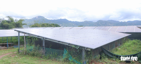 Cựu chiến binh hái quả ngọt trên vùng đất khó Ninh Thuận - Ảnh 3. Cựu chiến binh hái quả ngọt trên vùng đất khó Ninh Thuận - Ảnh 3.