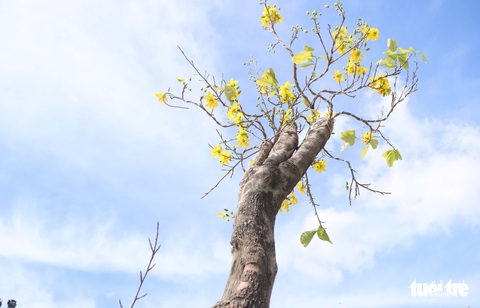 Mãn nhãn đoàn xe cổ đủ màu sắc tại Phan Rang ngày hội lướt ván diều quốc tế - Ảnh 5.