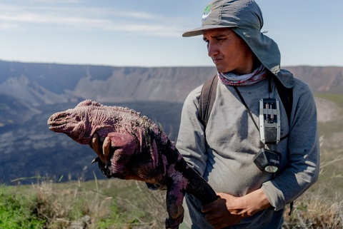 Ecuador: Phát hiện đàn con mới nở của kỳ nhông hồng cực quý hiếm - Ảnh 1. Ecuador: Phát hiện đàn con mới nở của kỳ nhông hồng cực quý hiếm - Ảnh 1.