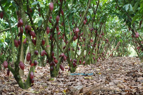 Bà Rịa - Vũng Tàu: Tập trung phát triển nông nghiệp ứng dụng công nghệ cao - Ảnh 4. Bà Rịa - Vũng Tàu: Tập trung phát triển nông nghiệp ứng dụng công nghệ cao - Ảnh 4.
