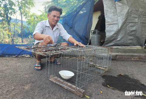 Người dân đặt bẫy bắt được ‘thủ phạm ăn cắp gà là con mèo rừng quý hiếm - Ảnh 2. Người dân đặt bẫy bắt được ‘thủ phạm ăn cắp gà là con mèo rừng quý hiếm - Ảnh 2.