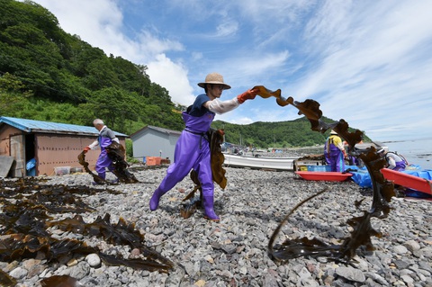 Ngư dân Hokkaido phát triển thảm tảo biển nhân tạo - Ảnh 1. Ngư dân Hokkaido phát triển thảm tảo biển nhân tạo - Ảnh 1.