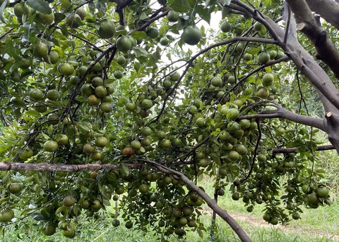 Bà Rịa - Vũng Tàu: Tập trung phát triển nông nghiệp ứng dụng công nghệ cao - Ảnh 2. Bà Rịa - Vũng Tàu: Tập trung phát triển nông nghiệp ứng dụng công nghệ cao - Ảnh 2.
