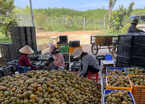 Bà Rịa - Vũng Tàu: Tập trung phát triển nông nghiệp ứng dụng công nghệ cao - Ảnh 3. Bà Rịa - Vũng Tàu: Tập trung phát triển nông nghiệp ứng dụng công nghệ cao - Ảnh 3.