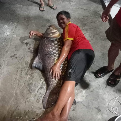 Cá hô lớn dính câu, thương lái mua ngay, chính quyền không kịp trở tay - Ảnh 1. Cá hô lớn dính câu, thương lái mua ngay, chính quyền không kịp trở tay - Ảnh 1.