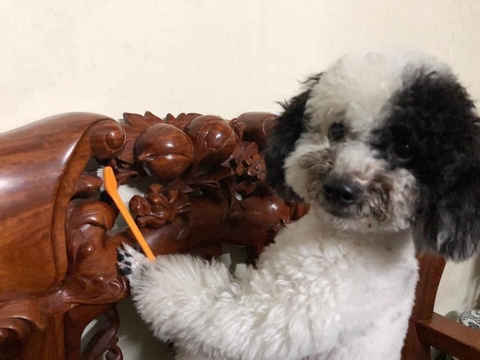 Ảnh vui 25-12: Chú cứ cưa đi, anh giữ cho! - Ảnh 2. Ảnh vui 25-12: Chú cứ cưa đi, anh giữ cho! - Ảnh 2.