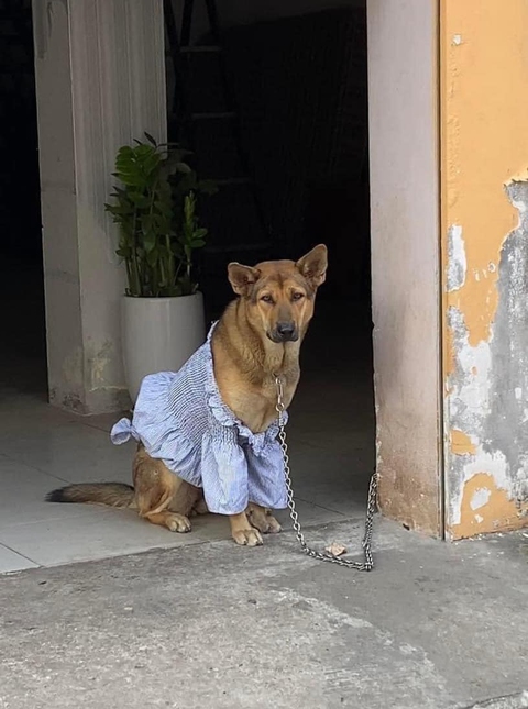 Cô chó được thay loạt outfit hàng hiệu cực yêu giữa trời đông - Ảnh 5.